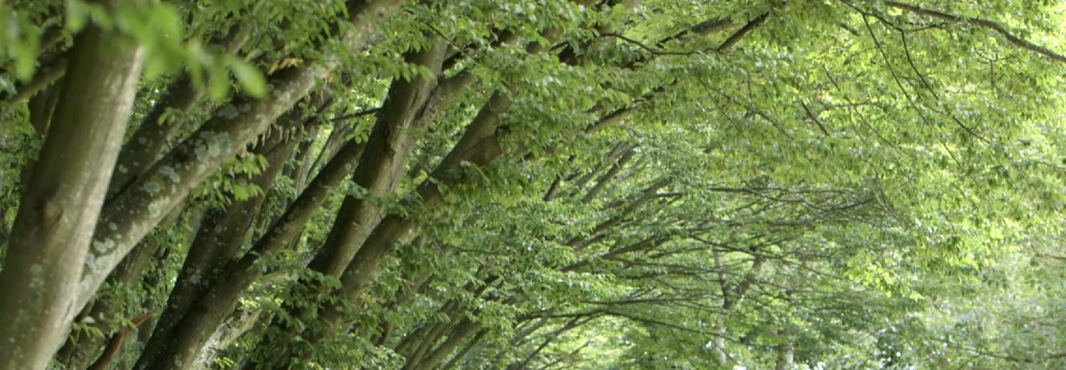 Trees.jpg Trees.jpg